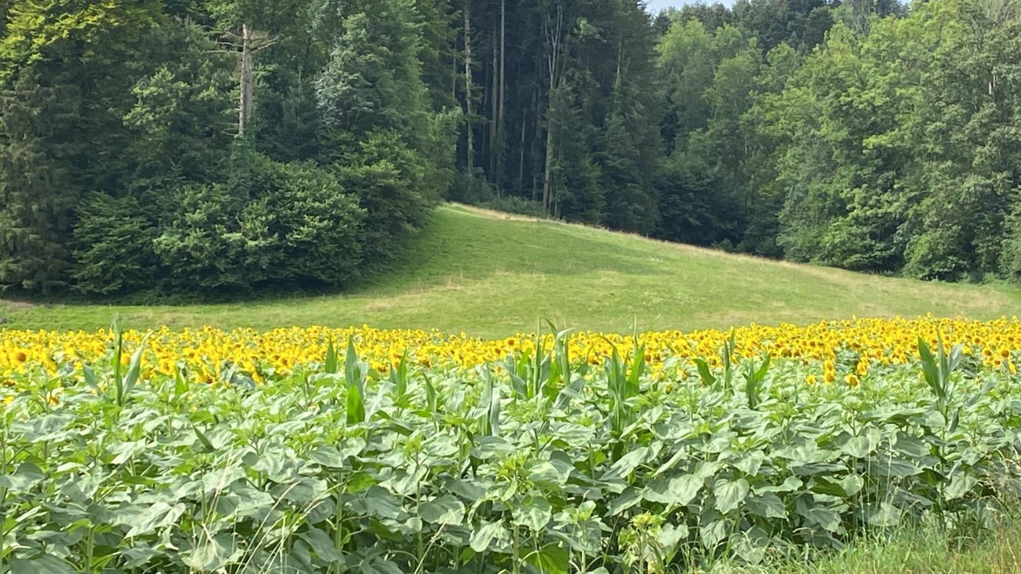 Maison Verte Roche Kültér fotó